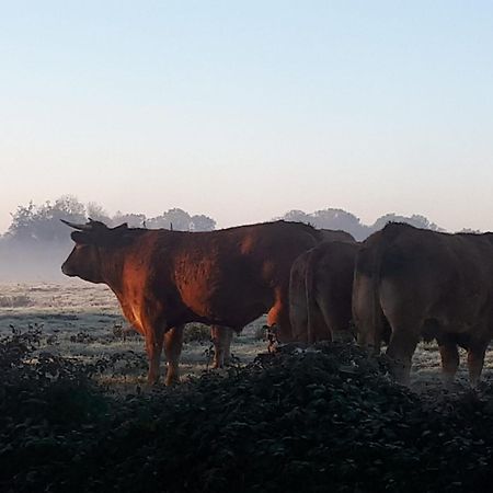 Landelijk Gelegen Huisje Op Erf Veeningen Esterno foto