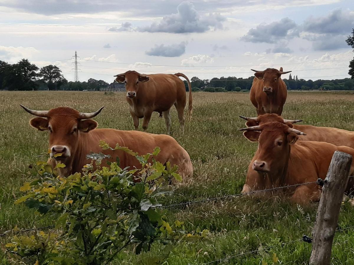 Landelijk Gelegen Huisje Op Erf Veeningen Esterno foto