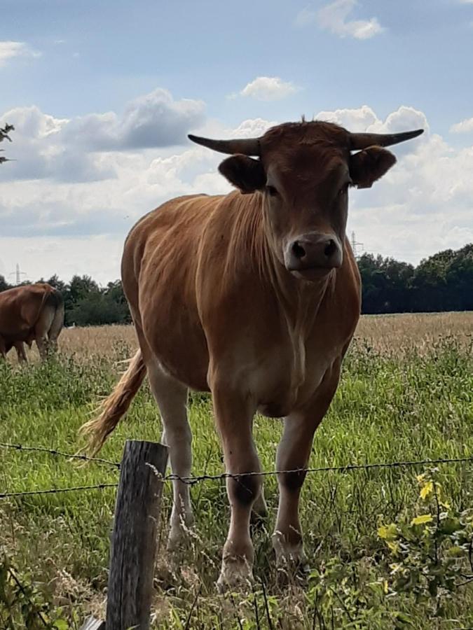 Landelijk Gelegen Huisje Op Erf Veeningen Esterno foto